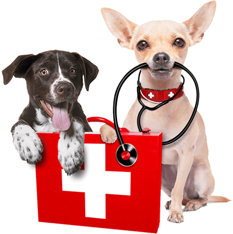 Servicii medicale animale de companie